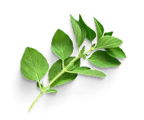 Fresh green oregano leaves